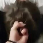 Monstruo de Túnez · NSOXX.com.se