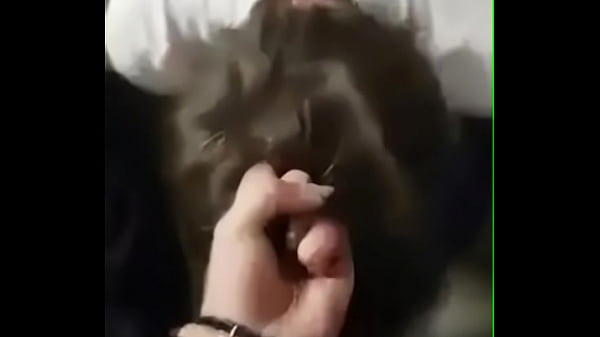 Monstruo de Túnez · NSOXX.com.se