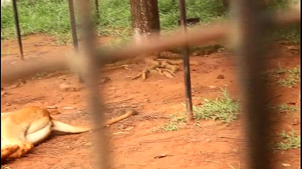 Un futbolista de vacaciones en África hace un encuentro insólito con una mujer madura y gracias al parque turístico la visita es muy rápida.